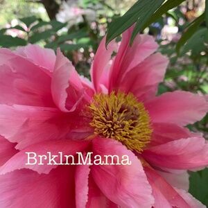 Meet your Posher, BrklnMama